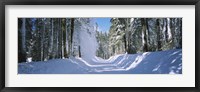 Framed Trees on both sides of a snow covered road, Crane Flat, Yosemite National Park, California (horizontal)