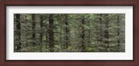 Framed Trees in a forest, Spruce Forest, Joutseno, Finland