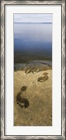 Framed High angle view of wet footprints on a rock, Lake Pielinen, Lieksa, Finland