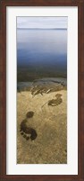 Framed High angle view of wet footprints on a rock, Lake Pielinen, Lieksa, Finland
