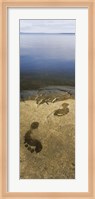 Framed High angle view of wet footprints on a rock, Lake Pielinen, Lieksa, Finland