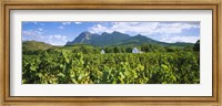 Framed Babylons Torren Wine Estates, Paarl, Western Cape, Cape Town, South Africa