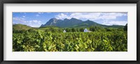 Framed Babylons Torren Wine Estates, Paarl, Western Cape, Cape Town, South Africa