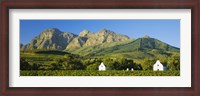 Framed Vineyard in front of mountains, Babylons Torren Wine Estates, Paarl, Western Cape, Cape Town, South Africa