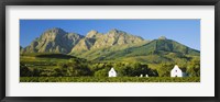 Framed Vineyard in front of mountains, Babylons Torren Wine Estates, Paarl, Western Cape, Cape Town, South Africa