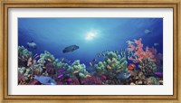 Framed School of fish swimming near a reef, Indo-Pacific Ocean