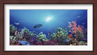 Framed School of fish swimming near a reef, Indo-Pacific Ocean