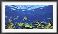 Framed School of fish swimming in the sea, Digital Composite