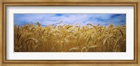 Framed Wheat crop growing in a field, Palouse Country, Washington State