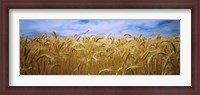 Framed Wheat crop growing in a field, Palouse Country, Washington State