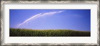 Framed Water being sprayed on a corn field, Washington State, USA