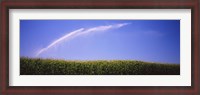 Framed Water being sprayed on a corn field, Washington State, USA