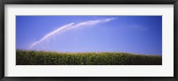 Framed Water being sprayed on a corn field, Washington State, USA