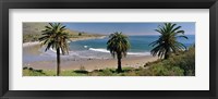 Framed High angle view of palm trees on the beach, Refugio State Beach, Santa Barbara, California, USA