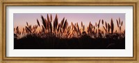 Framed Silhouette of grass in a field at dusk, Big Sur, California, USA