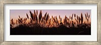 Framed Silhouette of grass in a field at dusk, Big Sur, California, USA