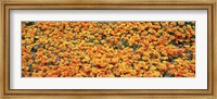 Framed High angle view of California Golden Poppies, Antelope Valley California Poppy Reserve, California, USA