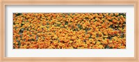 Framed High angle view of California Golden Poppies, Antelope Valley California Poppy Reserve, California, USA