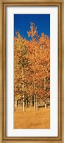 Framed Aspen Trees, Lee Vining, California
