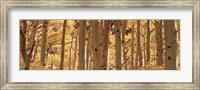 Framed Aspen trees in Autumn, Rock Creek Lake, California