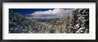Framed Snow covered pine trees in a forest with a lake in the background, Lake Tahoe, California, USA