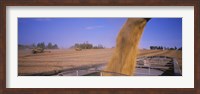 Framed Soybeans harvesting, Minnesota