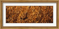 Framed Close-up of ripe soybeans, Minnesota, USA
