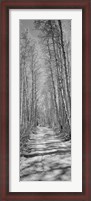 Framed Trees along a road, Log Cabin Gold Mine, Eastern Sierra, Californian Sierra Nevada, California (black and white)