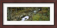 Framed Stream through the Forest, New Hampshire