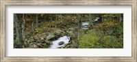 Framed Stream through the Forest, New Hampshire