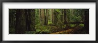 Framed Hoh Rainforest Trees, Olympic National Park