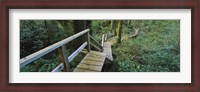 Framed Wooden Path in Pacific Rim National Park