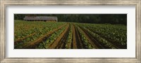 Framed Tobacco Field in North Carolina