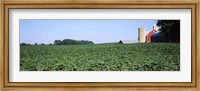 Framed Soybean Field and Barn in Kent County