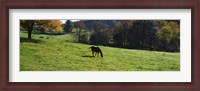 Framed Grazing Horses in Kent County