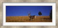 Framed Mule Deer in Field