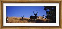 Framed Mule Deer