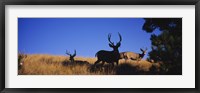 Framed Mule Deer