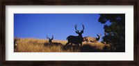 Framed Mule Deer