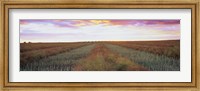 Framed Canola crop in a field, Edmonton, Alberta, Canada