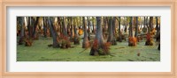 Framed Bald cypress trees (Taxodium disitchum) in a forest, Illinois, USA