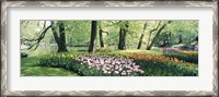 Framed Flowers in a garden, Keukenhof Gardens, Netherlands