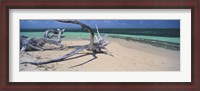 Framed Driftwood on the beach, Green Island, Great Barrier Reef, Queensland, Australia