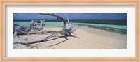 Framed Driftwood on the beach, Green Island, Great Barrier Reef, Queensland, Australia