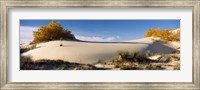 Framed Desert plants in White Sands National Monument, New Mexico