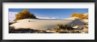 Framed Desert plants in White Sands National Monument, New Mexico