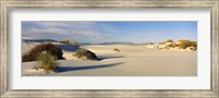 Framed Desert plants in a desert, White Sands National Monument, New Mexico, USA