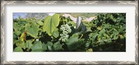 Framed Bunch of grapes in a vineyard, Sao Miguel, Ponta Delgada, Azores, Portugal
