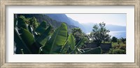 Framed Banana trees in a garden at the seaside, Ponta Delgada, Madeira, Portugal