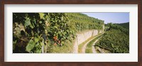 Framed Gravel road passing through vineyards, Vaihingen An Der Enz, Baden-Wurttemberg, Germany